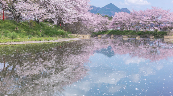 山里に咲く宇陀の桜、奈良・宇陀市で巡る三つの桜の名所